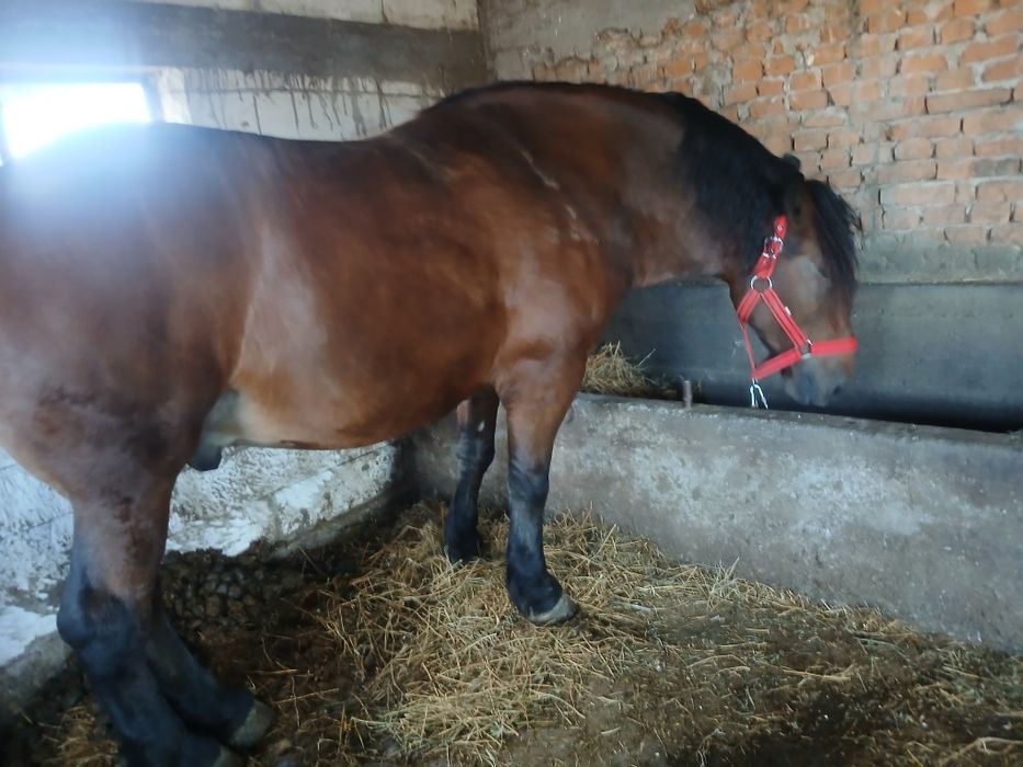 Vând cal 4 pe 5 ani