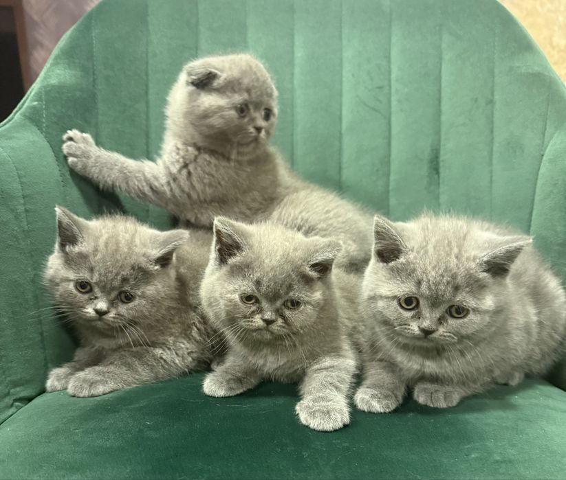 Британски  късокосмести чистокръвни