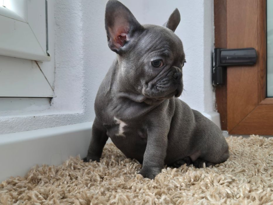 Vând puișor bulldog francez