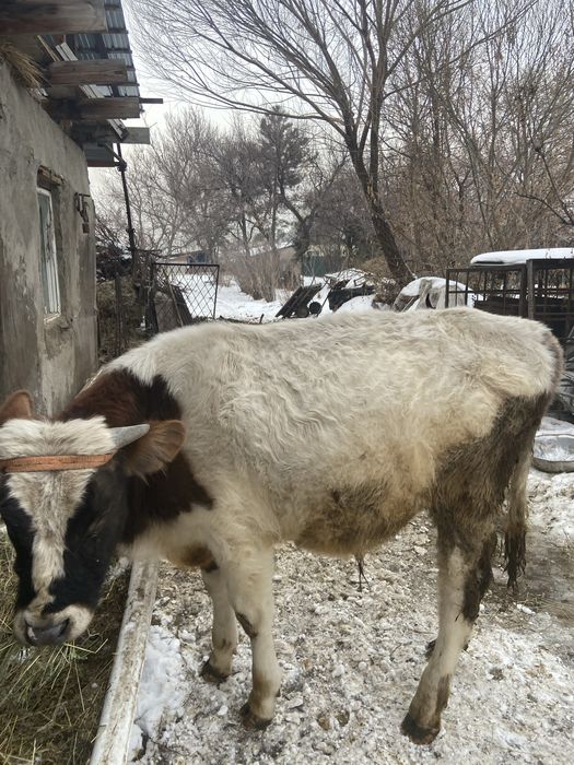 Продам бычка годовалого