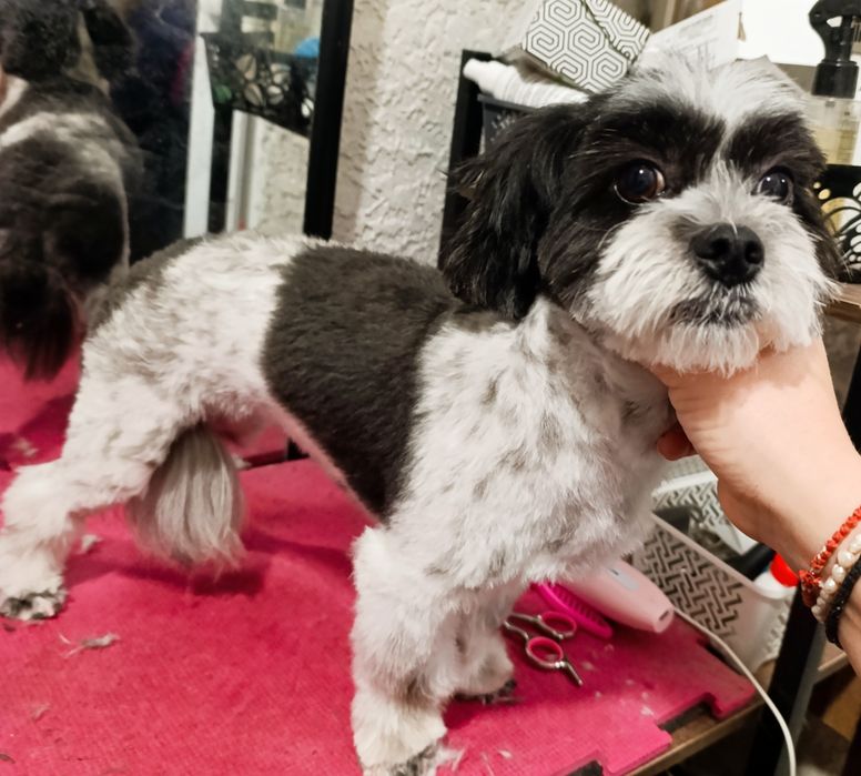 Tuns catei talie mica