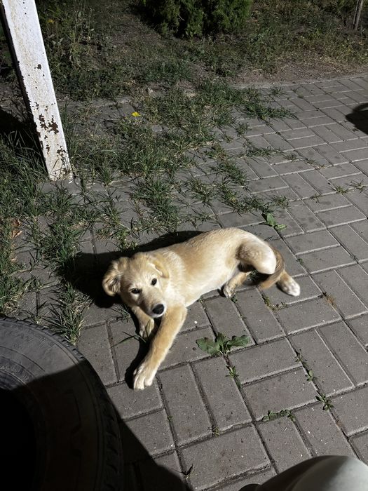 Отдам даром щенка сучку