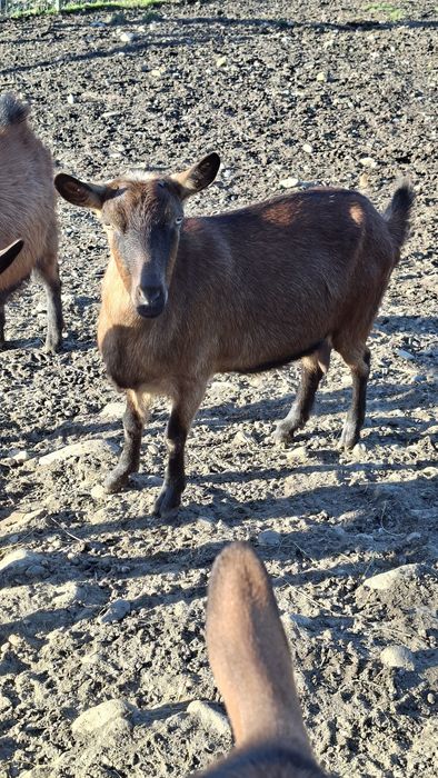 Vând capra Alpina franceză, foarte bună de lapte!