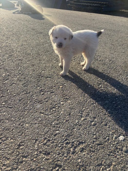 Cățeluși, 3 băieței și o fetiță