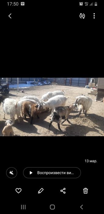 Ешкі сатылады срочна