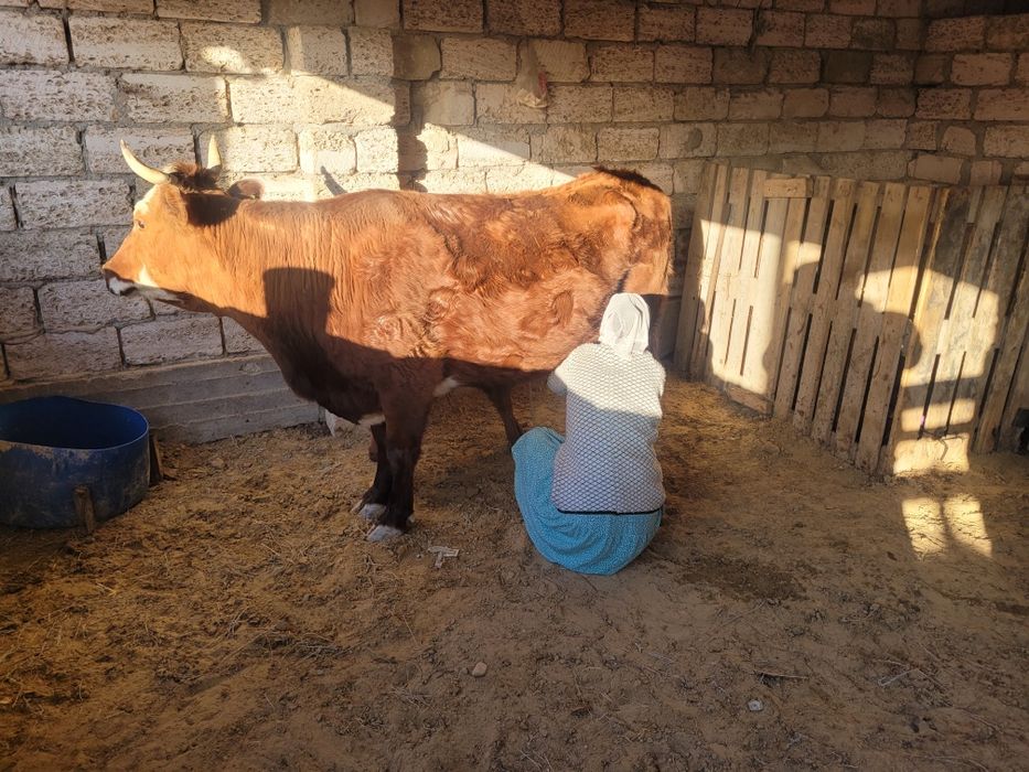 Бузаулы сиыр сатылады