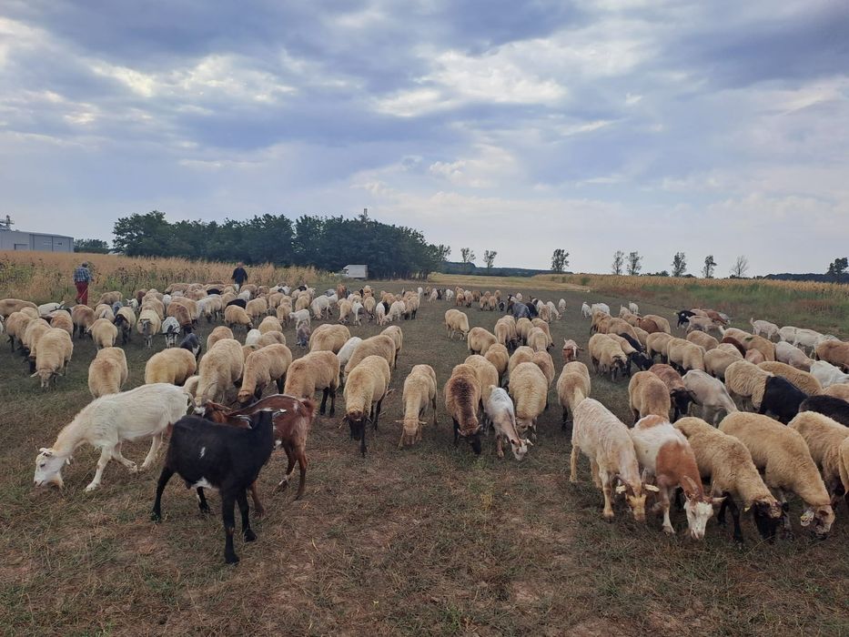 De vânzare Oi și Capre