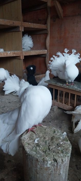 De vânzare porumbei voltati albi