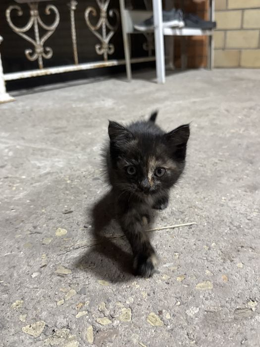 Отдам котика в хорошие руки