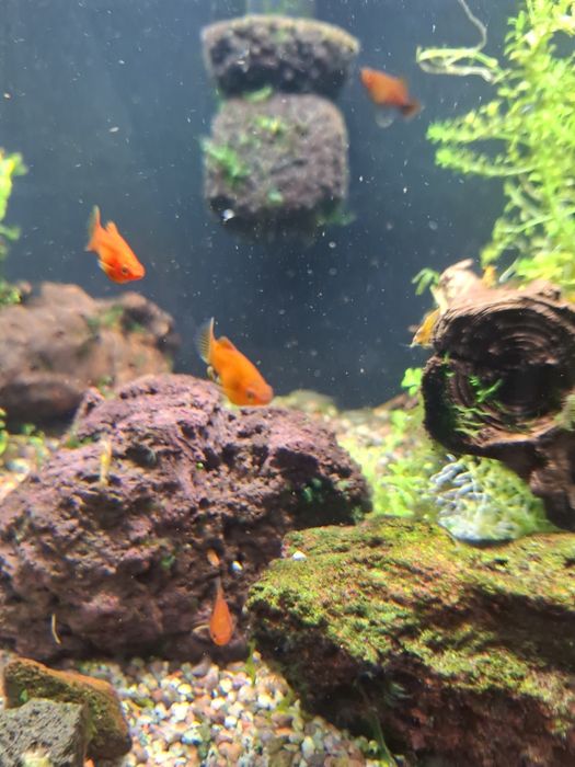 Аквариум 60 литров.