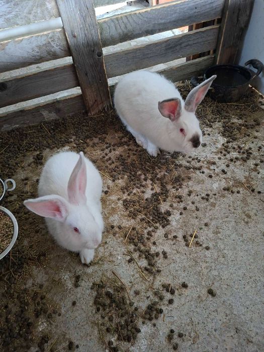 Животни за продажба