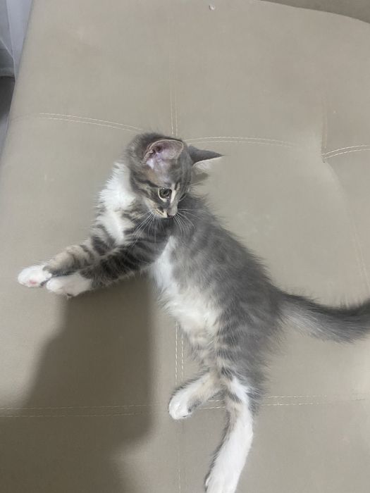 Отдам котенка в добрые руки