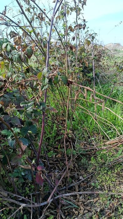 Продаются саженцы Ежевики и Ежемалины