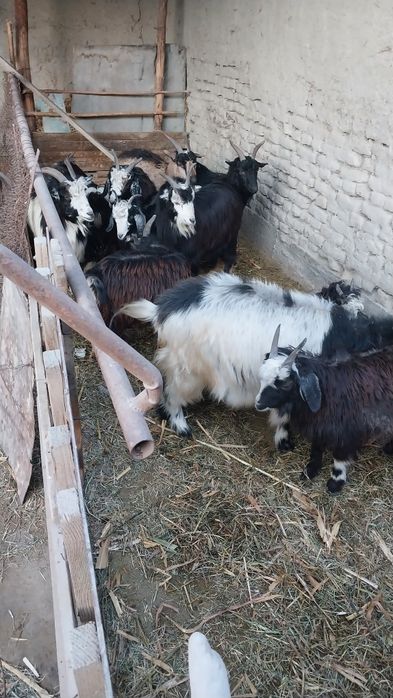 Yapon onlayn jinsiy aloqa