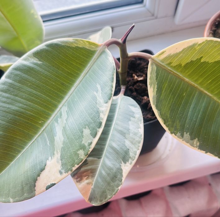 Продам фикусы зеленые и пестрые