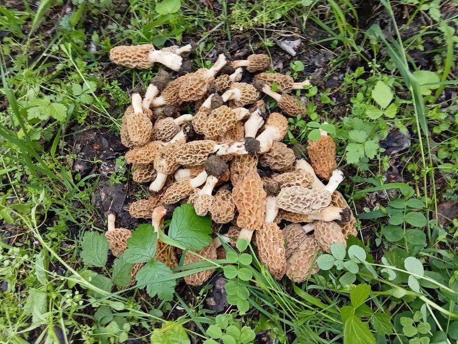 Zbarciogi morcela esculenta uscati