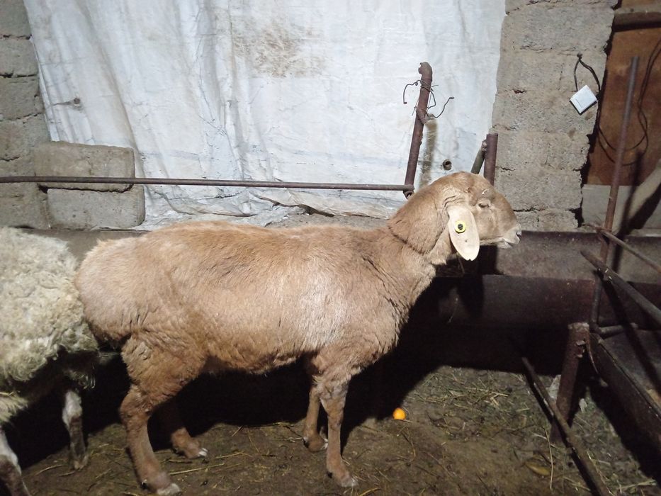 Qirgiz qoy bogoz sogliq кой Киргиз  кой богоз 2 кат