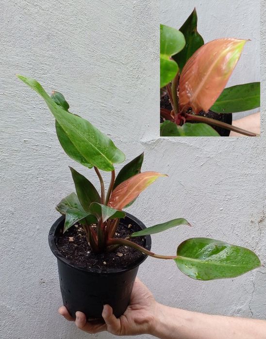 Филодендроны Philodendron ‘Prince of Orange’. Цветы для дома и офиса