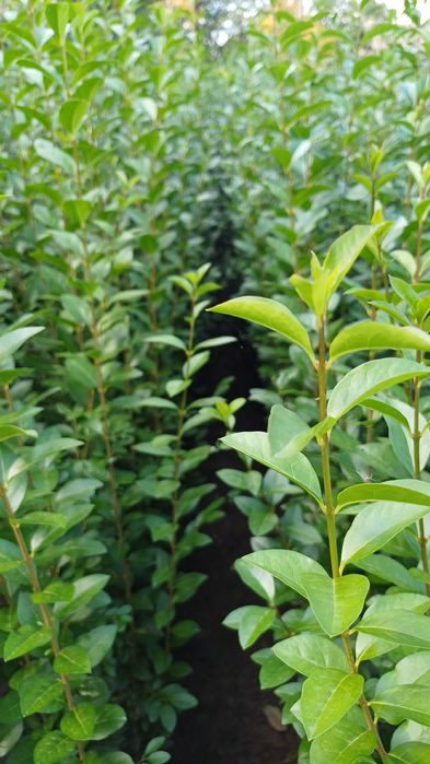 Лигуструм на гол корен за жив плет