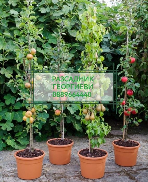 Мини (колонни) овощни дръвчета