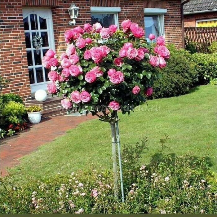 Штаповий атиргулла сотамиз