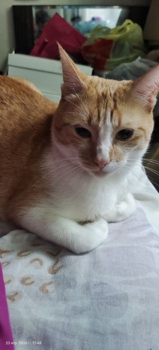 Отдам даром кота