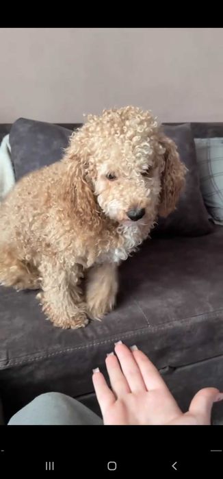 Королевский пудель