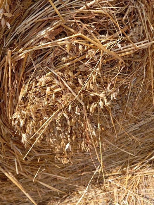 Продавам бали рулонки овес със зърно, люцерна и сено