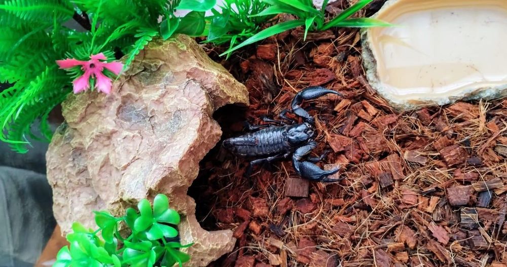 Скорпион для дома