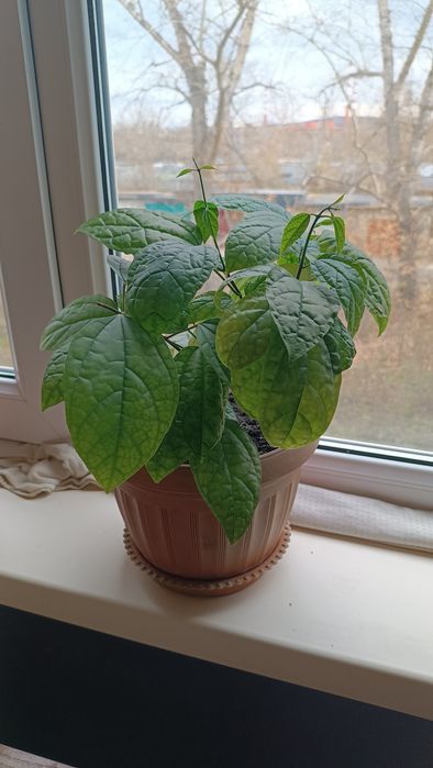 Продам красивые комнатные цветы