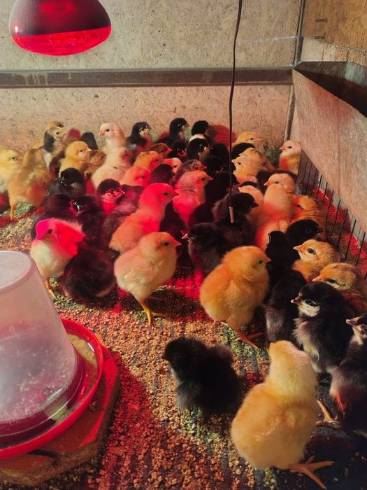 Pui de gâină de o zi