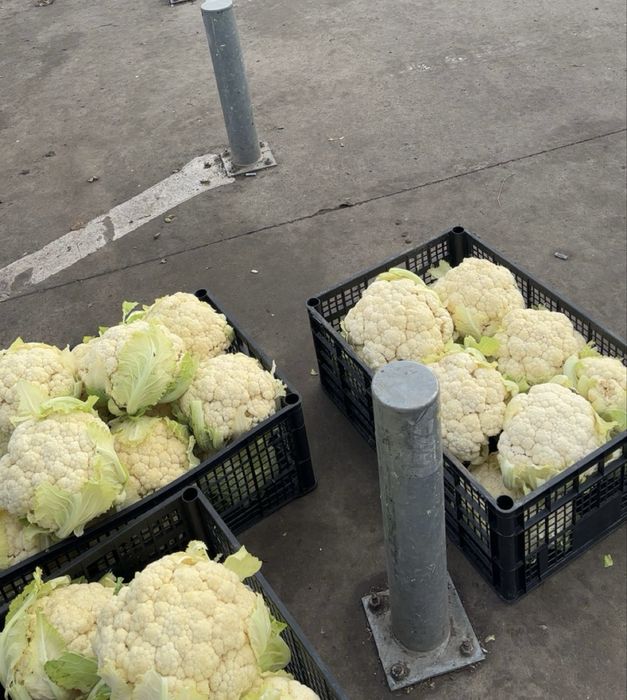 Se vinde conopida doar en-gros