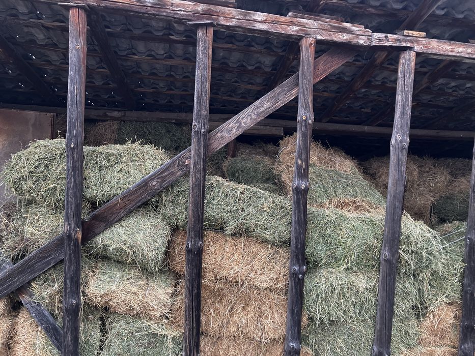 Бали Люцерна 14 лв