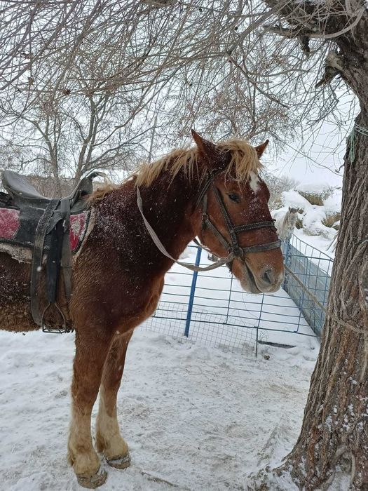Советский Тяжеловоз құнан сатылады