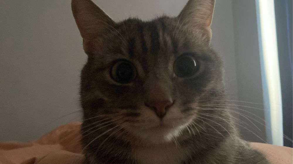 Отдам кота по кличке Шарик