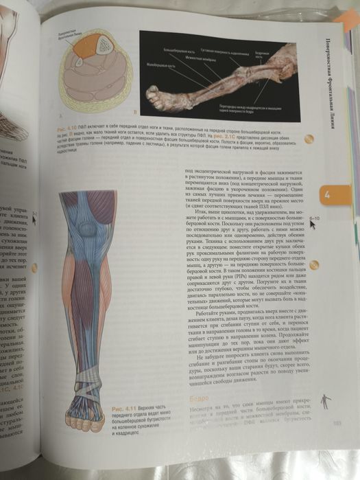 Анатомические поезда