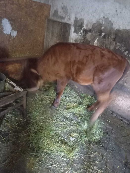 Tg. Neamț - Vând vițel Angus Roșu – 2,5 luni