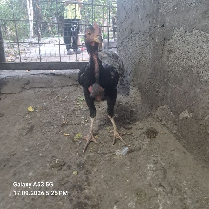 Продам 2 чолпана