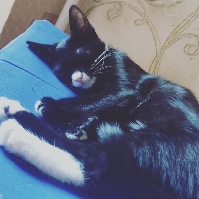 Отдам в хорошие руки