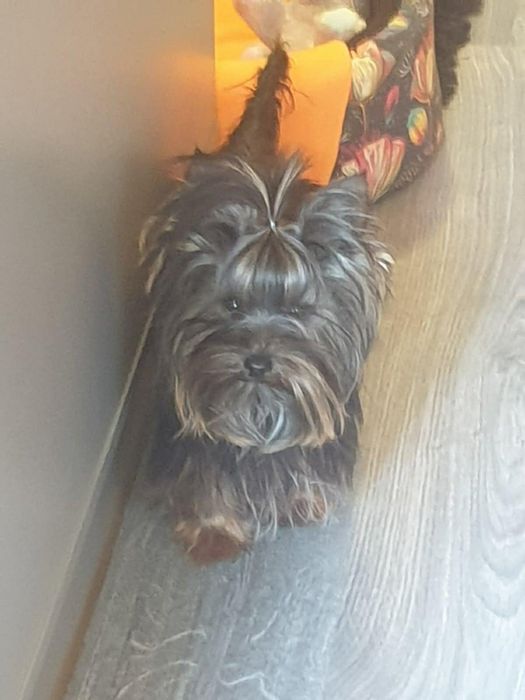 Супер мини Йорки Доставка