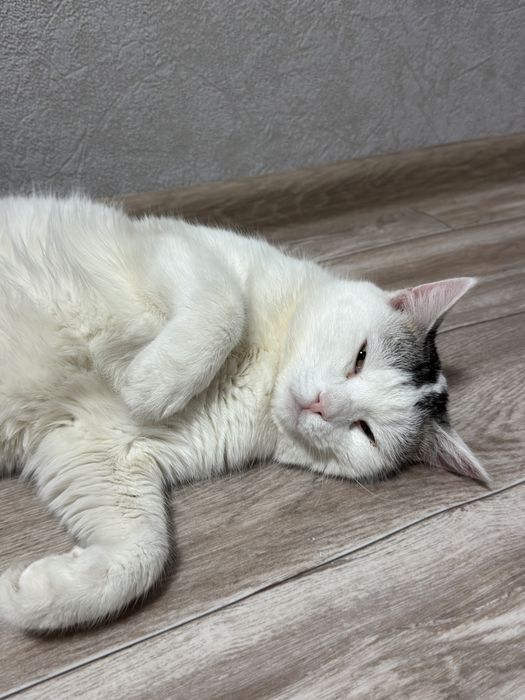 Отдам кота в частный дом