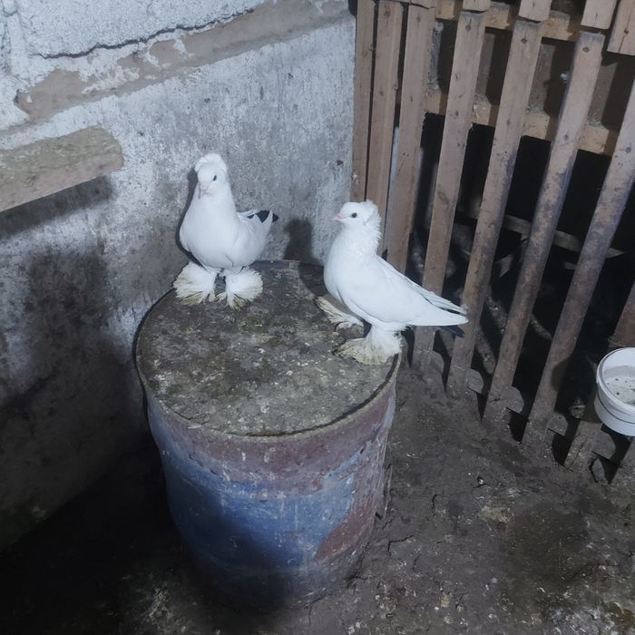 Чернахвость чубати обрезные старапародный