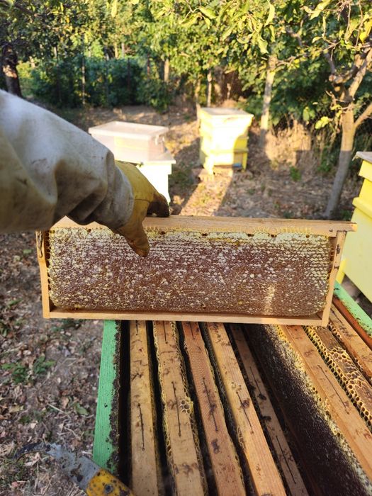 Пчелен Мед , букет ( реколта 2025г.)