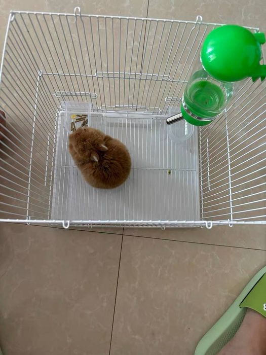 декоративный кролик