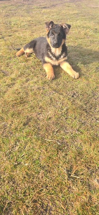 Свободна Немска Овчарка 80 дни