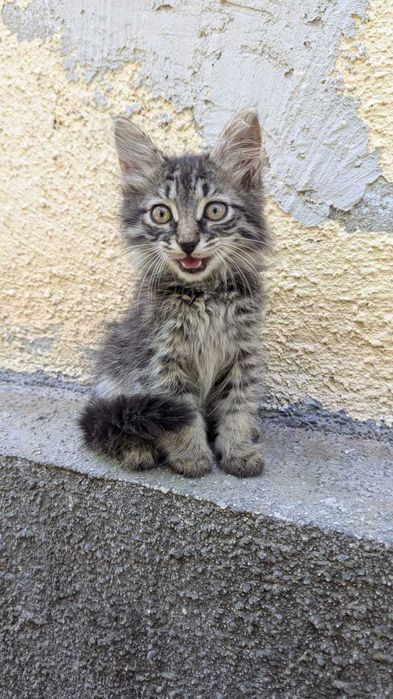 Котенок мальчик в добрые ручки