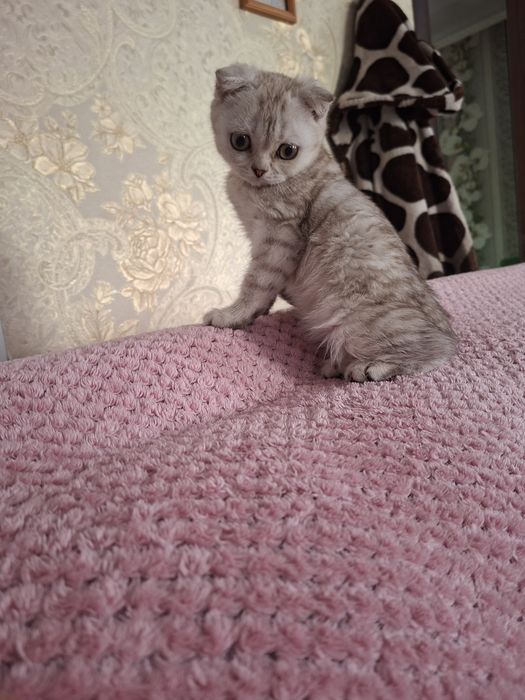Котёнок скоттиш фолд