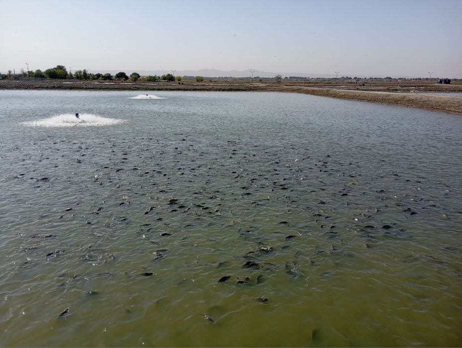 Корм Haida 555 для карпов – быстрый рост и качество напрямую с завода