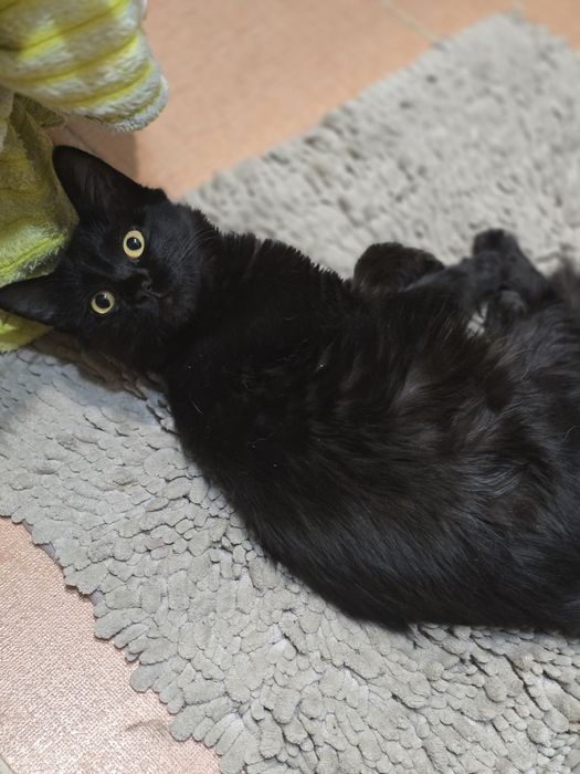 Котёнок девочка Йота