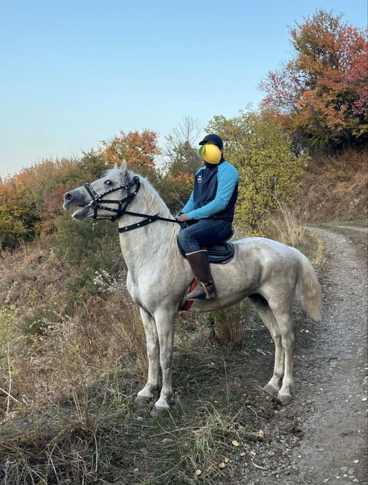 Жеребец Айгыр Лошадь